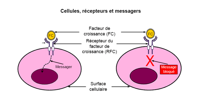 Fabrication d un médicament Étape 2 sélection de la cible