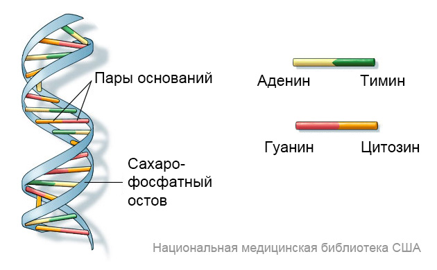 Структура ДНК напоминает винтовую лестницу. Ее ступеньками являются азотистые основания нуклеотидов. Адениннуклеотид состоит в паре с тимином, а цитозин — с гуанином. Нуклеотидные пары оснований связаны между собой сахарофосфатным остовом. (Источник: Национальная медицинская библиотека США, см. источник №1).