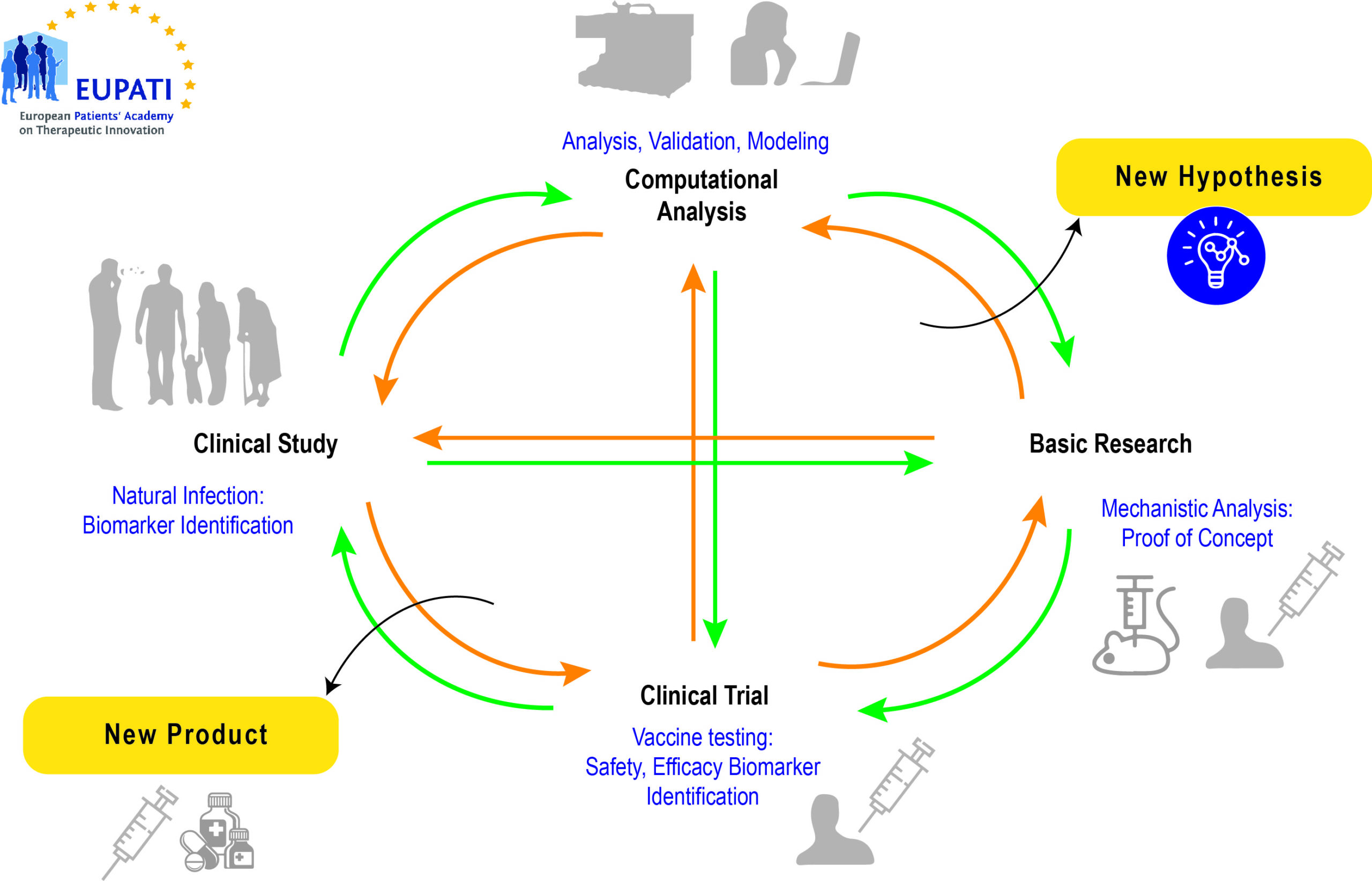 life cycle of rubella virus