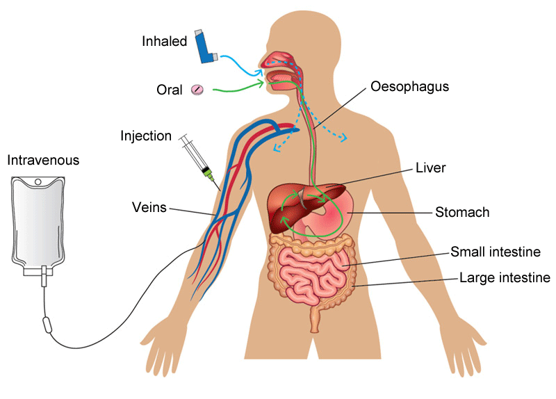 A diagram showing the various ways by which a medicine can be delivered into the body and, crucially, the bloodstream. Medicines can be inhaled, injected, taken orally or delivered via an intravenous drip. Medicines that are inhaled bypass cell membranes in the oesophagus into the bloodstream. Orally administered medicines are processed by the stomach and liver before entering the bloodstream. Injections and intravenous administrations deliver the medicines directly into the bloodstream.