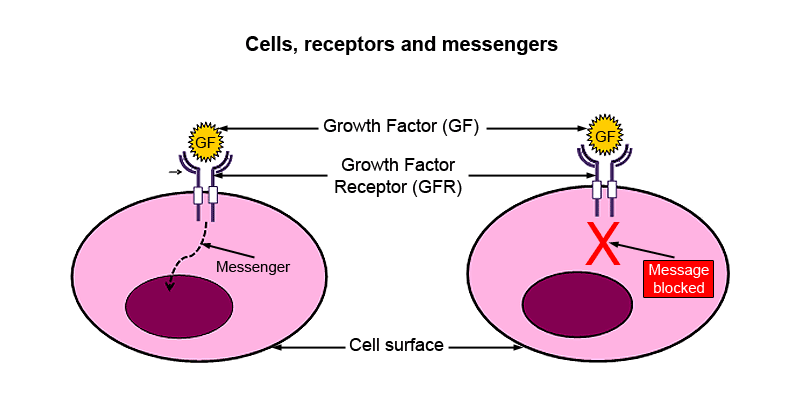 Cells, receptors and messengers. A simple diagram of a cell, showing the cell nucleus in the centre and with a representation of a receptor on the cell surface. The receptor – in this case labelled as a ‘Growth Factor Receptor’ – is shaped like a cup. A round chemical messenger – the growth factor – fits in the cup of the receptor. A message is then sent from the receptor on the surface of the cell to the nucleus. On the right of the diagram, a representation of the same cell, except that the message triggered by the growth factor and sent from the receptor to the nucleus has been blocked.