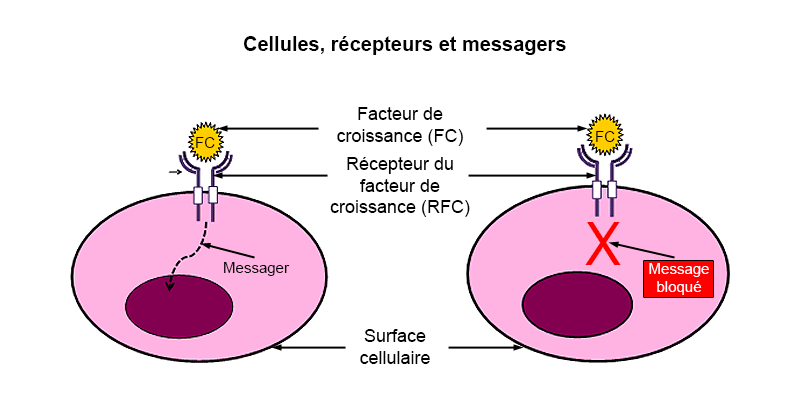 Cellules, récepteurs et messagers. Une représentation simple d'une cellule, montrant le noyau au centre et un récepteur à la surface de la cellule. Le récepteur, dans ce cas « récepteur du facteur de croissance », est en forme de coupe. Un messager chimique arrondi, le facteur de croissance, se fixe dans la coupe du récepteur. Un message est alors envoyé du récepteur situé à la surface de la cellule vers le noyau. A la droite du schéma, la même cellule, mais où message déclenché par le facteur de croissance et envoyé du récepteur au noyau a été bloqué.