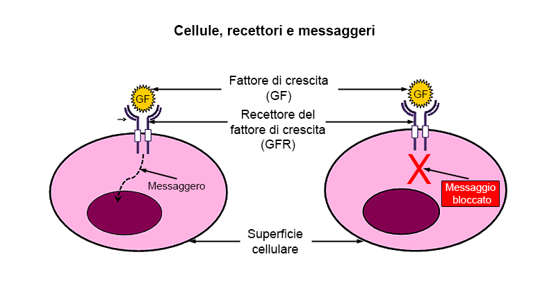 Cellule, recettori e messaggeri. Una rappresentazione elementare di una cellula con un nucleo cellulare al centro e un recettore sulla superficie cellulare. Il recettore, in questo caso definito come "recettore del fattore di crescita", è a forma di coppa. Un messaggero chimico di forma rotonda, il fattore di crescita, si adatta alla coppa del recettore. Un messaggio viene quindi inviato dal recettore sulla superficie della cellula al nucleo. Sulla destra della figura, una rappresentazione della stessa cellula, tranne che il messaggio stimolato dal fattore di crescita e inviato dal recettore al nucleo è stato bloccato.