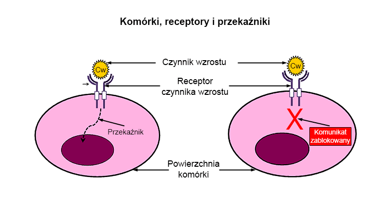 Optymalizacja indometacyny do funkcji silnego antagonisty receptora CRTH2. W trakcie rozwoju leku pierwotna cząsteczka po lewej stronie (indometacyna) została chemicznie zmieniona (zmiany zaznaczone czerwonymi kółkami) w celu przekształcenia jej w kandydata na lek.