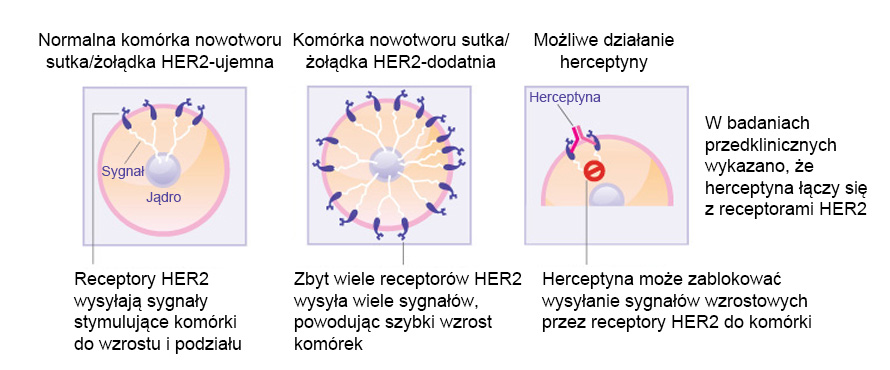Schemat przedstawiający możliwe działanie herceptyny na komórki raka piersi lub żołądka. Receptory HER2 wysyłają do komórki sygnały pobudzające ją do wzrostu i podziałów; za dużo receptorów HER2 powoduje zbyt szybki wzrost komórek raka piersi lub żołądka. W badaniach przedklinicznych wykazano, że herceptyna dołącza się do receptorów HER2, co może je powstrzymać od wysyłania sygnałów wzrostu do komórki. (Źródło: patrz piśmiennictwo 1).