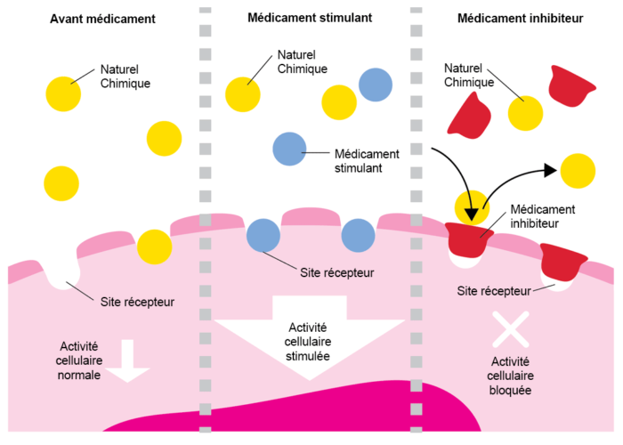 Comment Agissent Les M Dicaments Stimulation Et Inhibition Eupati