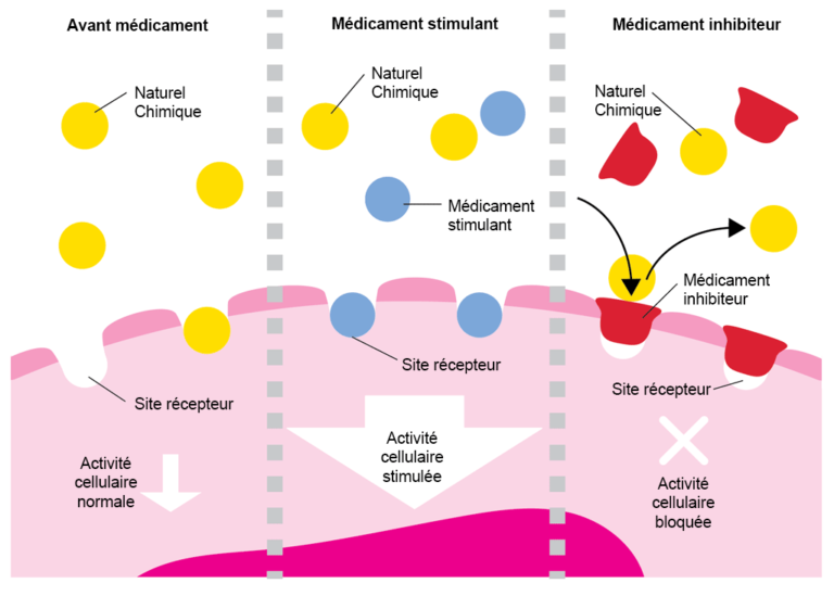 Comment agissent les médicaments : stimulation et inhibition - EUPATI ...