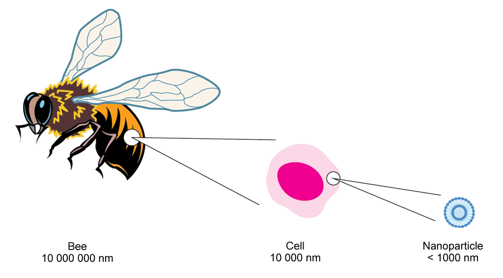 A diagram illustrating that nanoparticles are extremely small and cannot be seen by the naked eye. A bee, for instance, is 10,000,000 nanometres long. An individual cell has a diameter of 10,000 nanometres. In contrast, a nanoparticle has a diameter of just 1,000 nanometers.