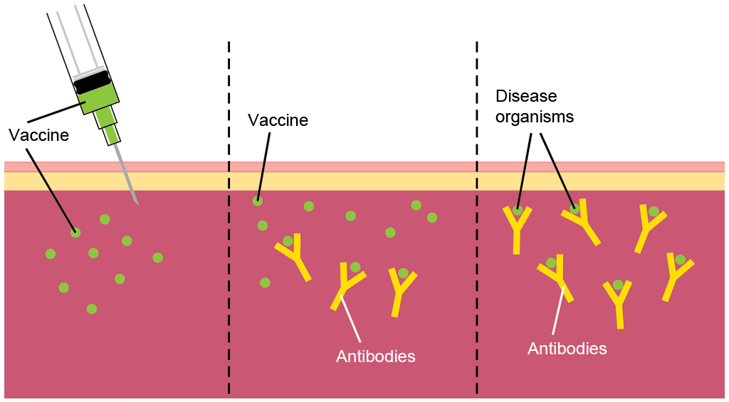 typhoid shot side effect